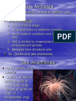 Marine Invertebrates: Sea Anemones, Corals, Comb Jellies