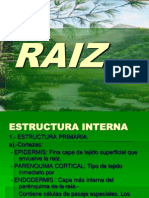 Estructura Interna de La Raíz