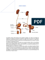 Aparato Urinario PDF