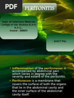 Rumenotomy Techniques in Cattle | PDF | Peritoneum | Surgical Suture