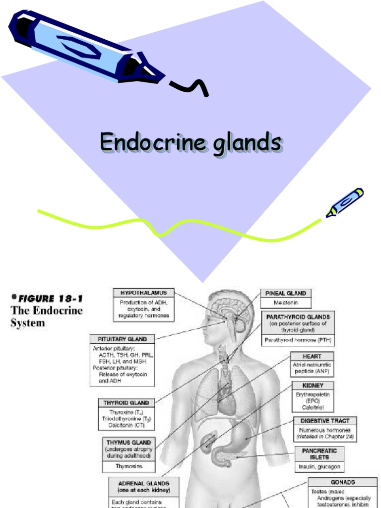 Endocrine Glands | PDF | Pituitary Gland | Luteinizing Hormone