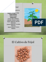 Cultivo de Frijol