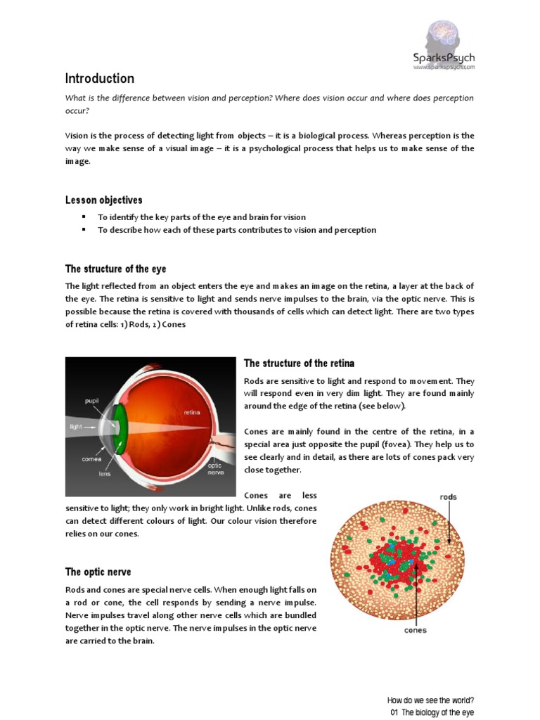 Biology of Vision and Eye Structure | PDF | Visual Perception | Retina