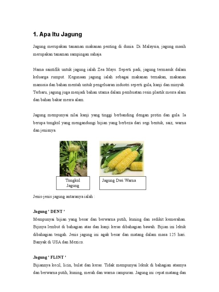 Info Jagung