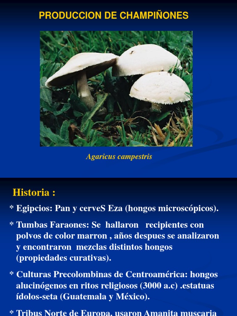 Características y cultivo de champiñones | PDF | Hongo | Compost