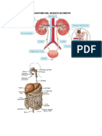 Qué Es Prostatitis