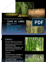 Tipos de Cañas Bambu y Carrizo1.2