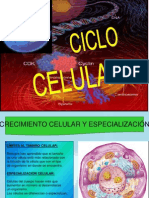 Ciclo Celular (Interfase)