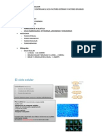 1-Ciclo de Division Celular Diapos 11111