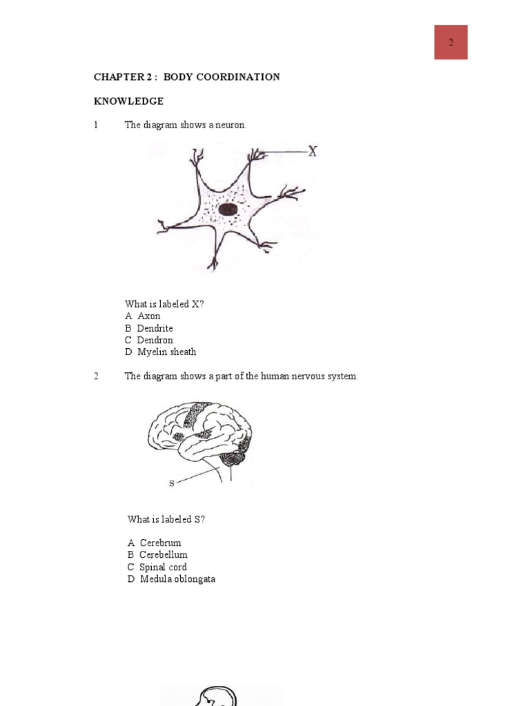 Modul Sains SPM Objektif  Central Nervous System  Nervous System