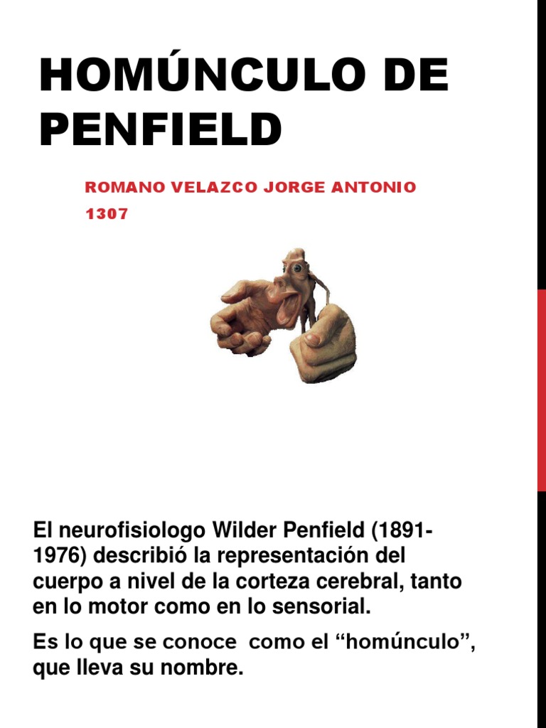 Homúnculo de Penfield: Representación Cerebral | PDF | Filosofía ...