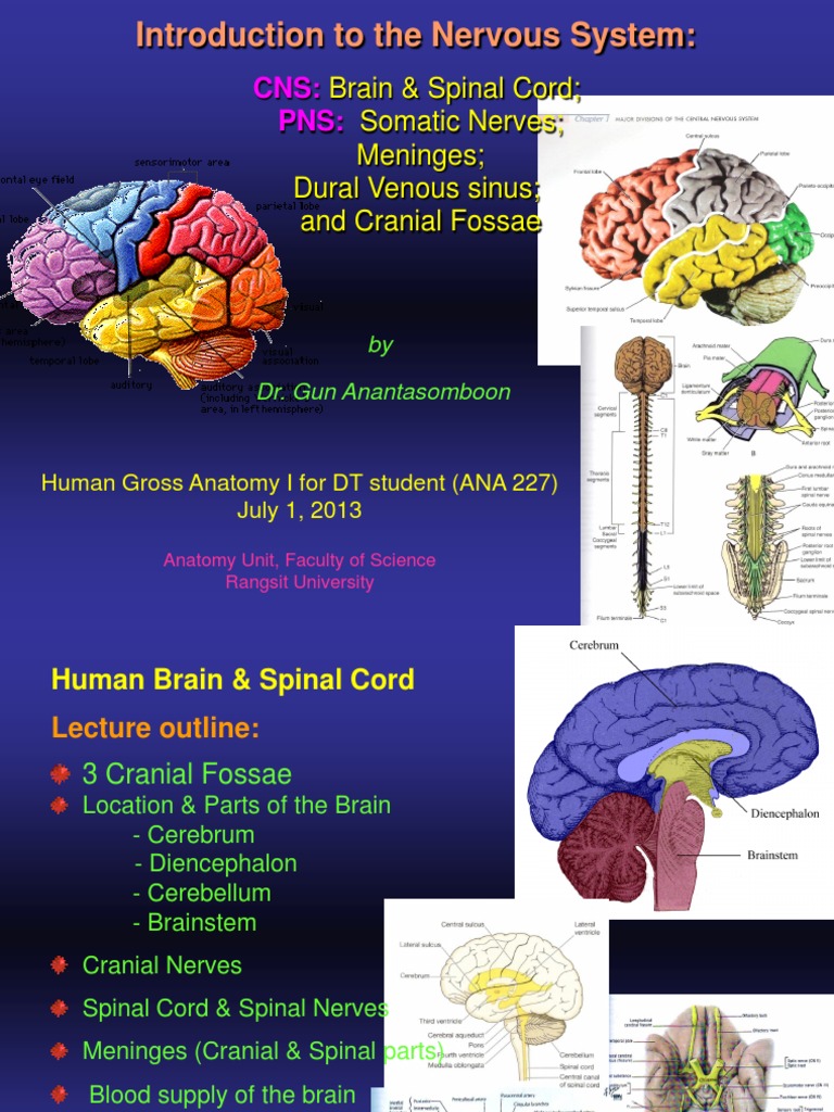 nervous system introduction essay