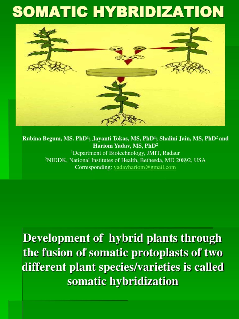 Somatic Hybrization | Hybrid (Biology) | Ploidy