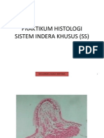 Histologi SS