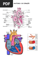 Anatomia coração e minhoca