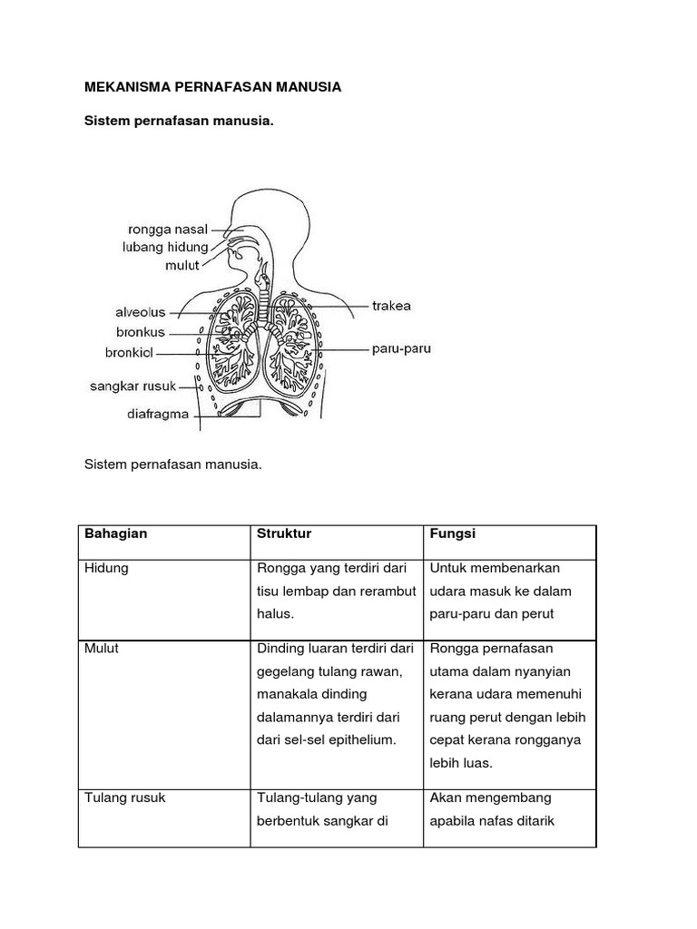 Mekanisma Pernafasan Manusia Dalam Nyanyian Pdf