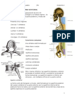 Columna Vertebral