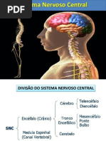 Sistema nervoso central e periférico