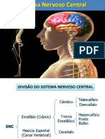 Sistema Nervoso Central e Periférico