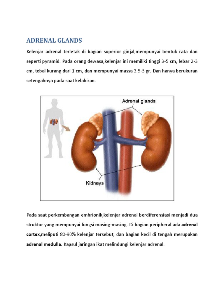 Adrenal Glands Pdf