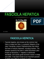 Fasciola Hepatica: Dr.T.V.Rao MD