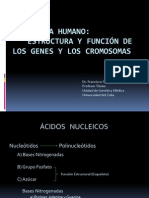 El Genoma Humano Ppt