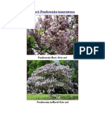 Arborele Printesei-Paulownia Tomentosa