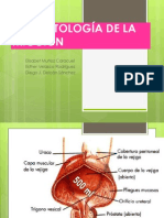 Fisiología de La Micción