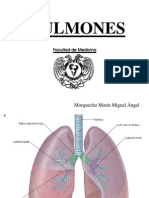 Pulmones