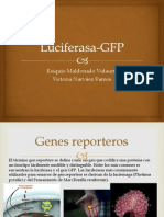Luciferasa-GFP