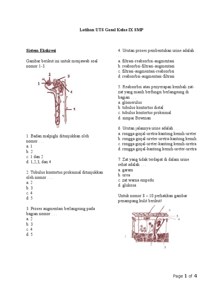 Soal Latihan Uts Gasal Kelas Ix Smp Ekskresi Reproduksi
