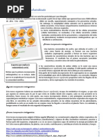 Teoría de la endosimbiosis