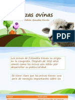 Razas Ovinas