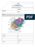 Lab Exercise 4 The Cell - Anatomy and Division: Name Date