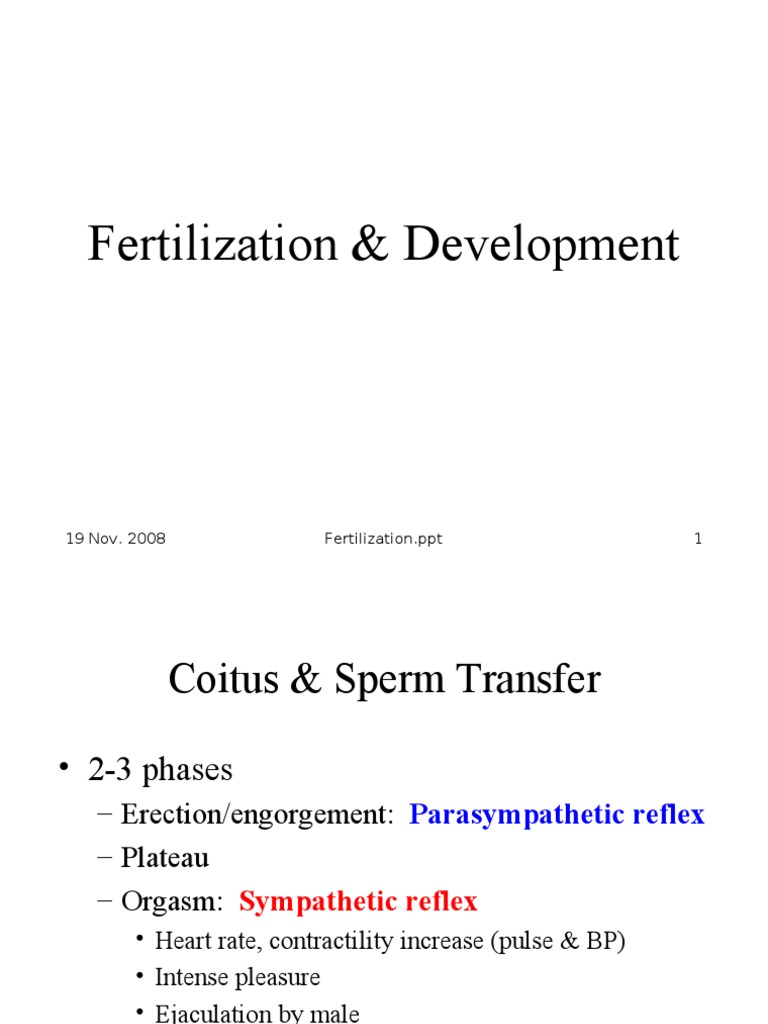 Fertilization & Development | PDF | Science & Mathematics