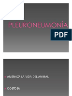 Pleuroneumonia Equina