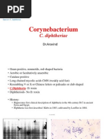 Download Corynebacterium diphtheriae by drparachuru SN168224895 doc pdf