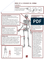 Diferencias Anatómicas