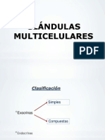 Glandulas Multicelulares