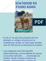 Perros Ex Refugio Adan II