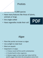 Protists