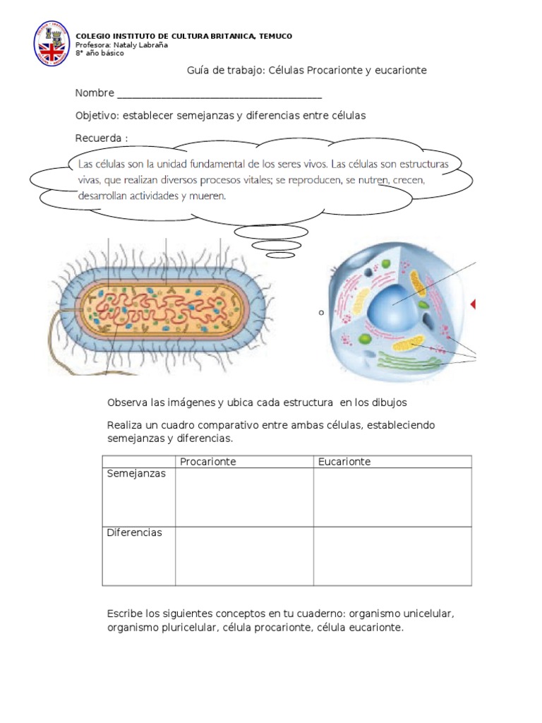 Qual A Diferença De Eucarionte E Procarionte