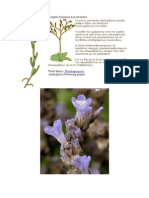 Amarantos Limonium Vulgaris