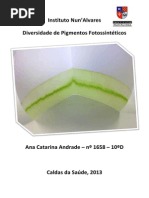 Relatorio Bg Pigmentos