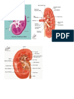 Renal