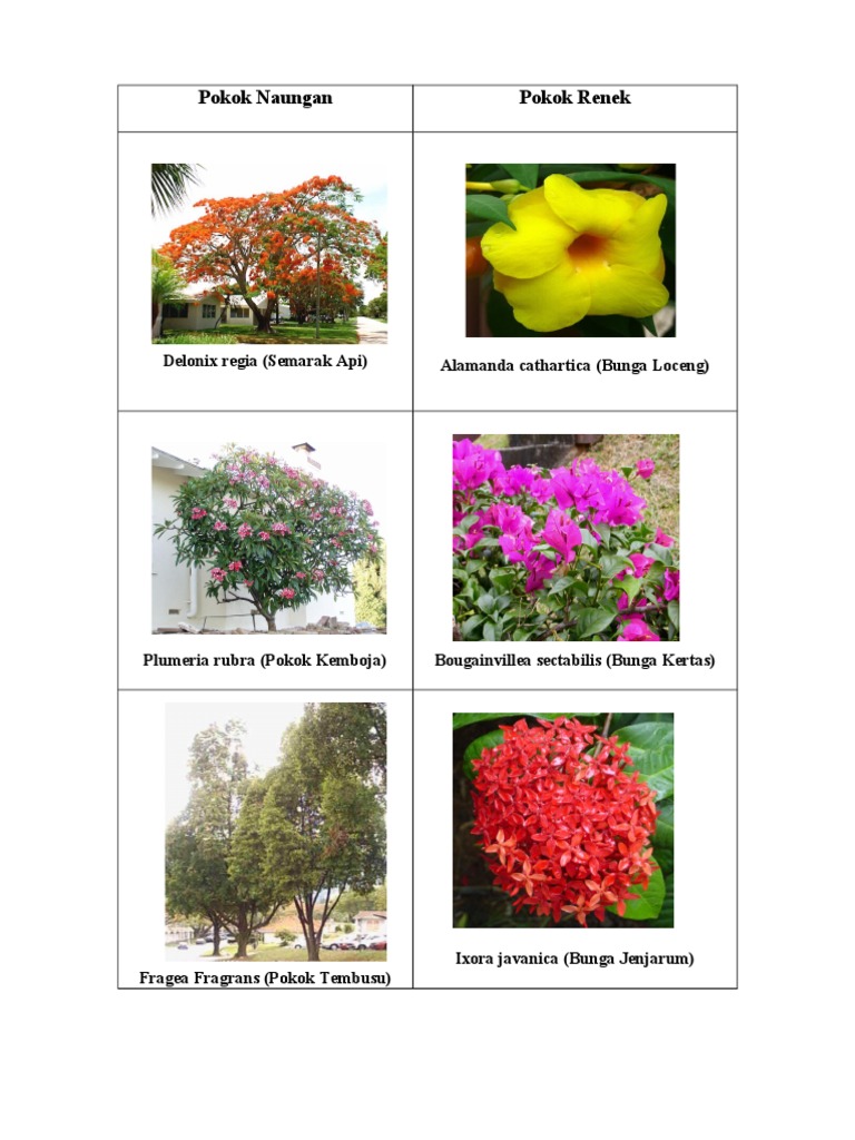 Pokok Naungan Renek Pdf