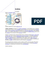 Cellular Respiratio1