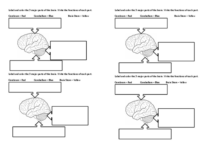 Label and Color the 3 Major Parts of the Brain