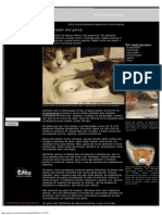 Alimentação dos gatos.pdf
