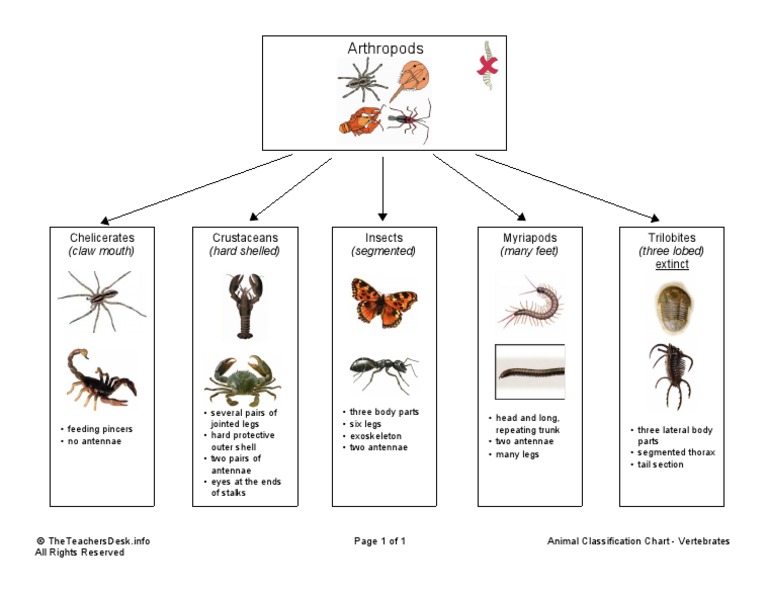 Animal Classification Chart Arthropods